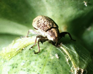 adult boll weevil feeding